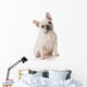 French Bulldog Wall Decal