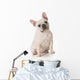 French Bulldog Wall Decal