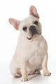 French Bulldog Wall Decal
