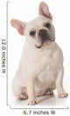 French Bulldog Wall Decal