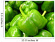 Green Peppers Wall Mural