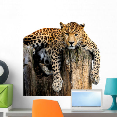Leopard White shown on a wall