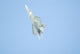 F22 Raptor Fighter on Full Afterburner Wall Mural