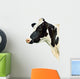 Cow White