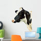 Cow White