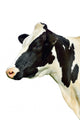 Cow White