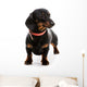 Puppy Dachshund Wall Decal