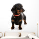 Puppy Dachshund Wall Decal