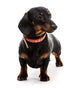 Puppy Dachshund Wall Decal