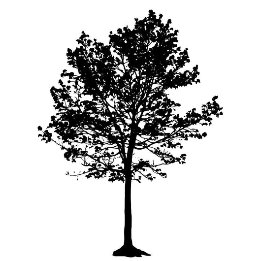 Tree Silhouette White Backgorund