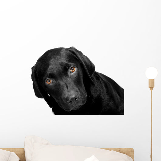 Lab - Bright Eyes Wall Decal