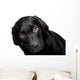Lab - Bright Eyes Wall Decal
