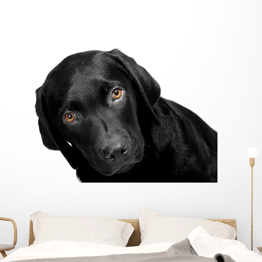 Lab - Bright Eyes Wall Decal