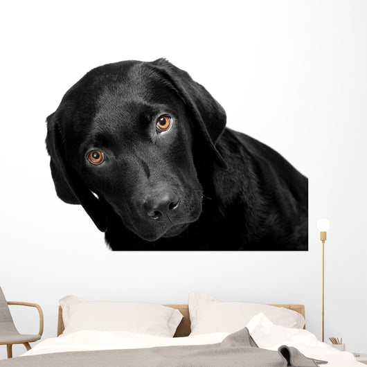 Lab - Bright Eyes Wall Decal
