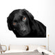 Lab - Bright Eyes Wall Decal