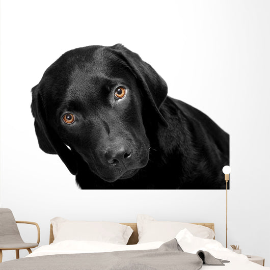 Lab - Bright Eyes Wall Decal