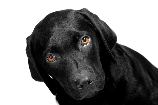 Lab - Bright Eyes Wall Decal