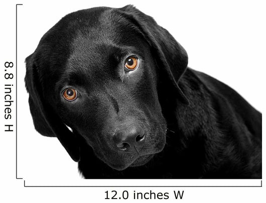 Lab - Bright Eyes Wall Decal