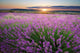 Meadow Lavender