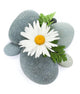 Daisy camomile flower and sea stones Wall Decal