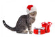Holly Jolly Cat Wall Decal