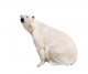 White Polar Bear