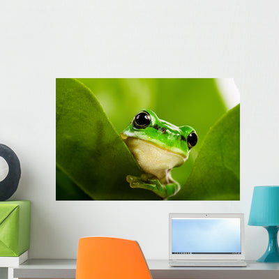 Frog Peeking out Wall Mural shown on a wall