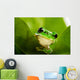 Frog Peeking Out Wall Mural