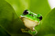 Frog Peeking Out Wall Mural