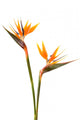 Bird Paradise Flower