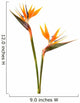 Bird Paradise Flower