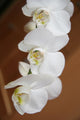 Orchid Wall Mural