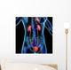 Human Kidneys Wall Mural