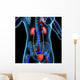 Human Kidneys Wall Mural