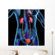 Human Kidneys Wall Mural