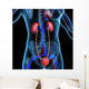 Human Kidneys Wall Mural