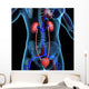 Human Kidneys Wall Mural
