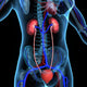 Human Kidneys Wall Mural