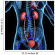 Human Kidneys Wall Mural