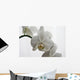 Orchid Wall Mural
