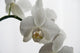 Orchid Wall Mural