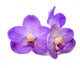 beautiful blooming orchid Wall Decal