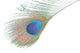 Green Peacock Feathers