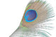 Green Peacock Feathers