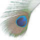 Green Peacock Feathers
