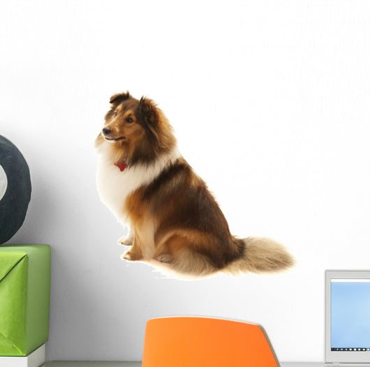 Shetland Sheepdog Wall Decal
