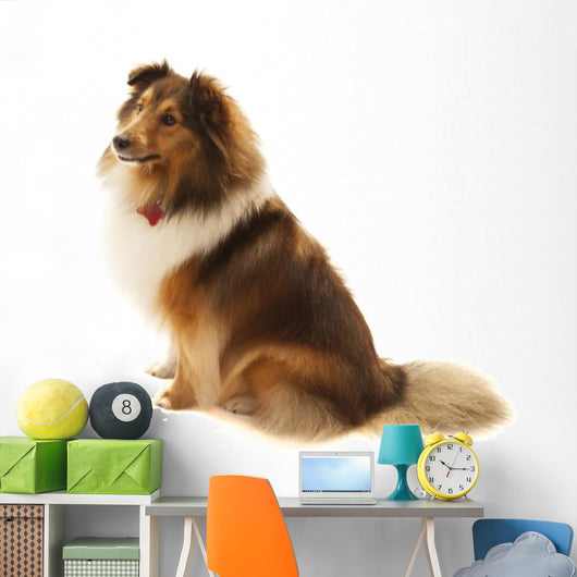 Shetland Sheepdog Wall Decal