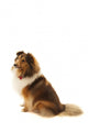 Shetland Sheepdog Wall Decal