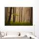 Foggy mystic forest during fall Wall Mural