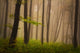 Foggy mystic forest during fall Wall Mural